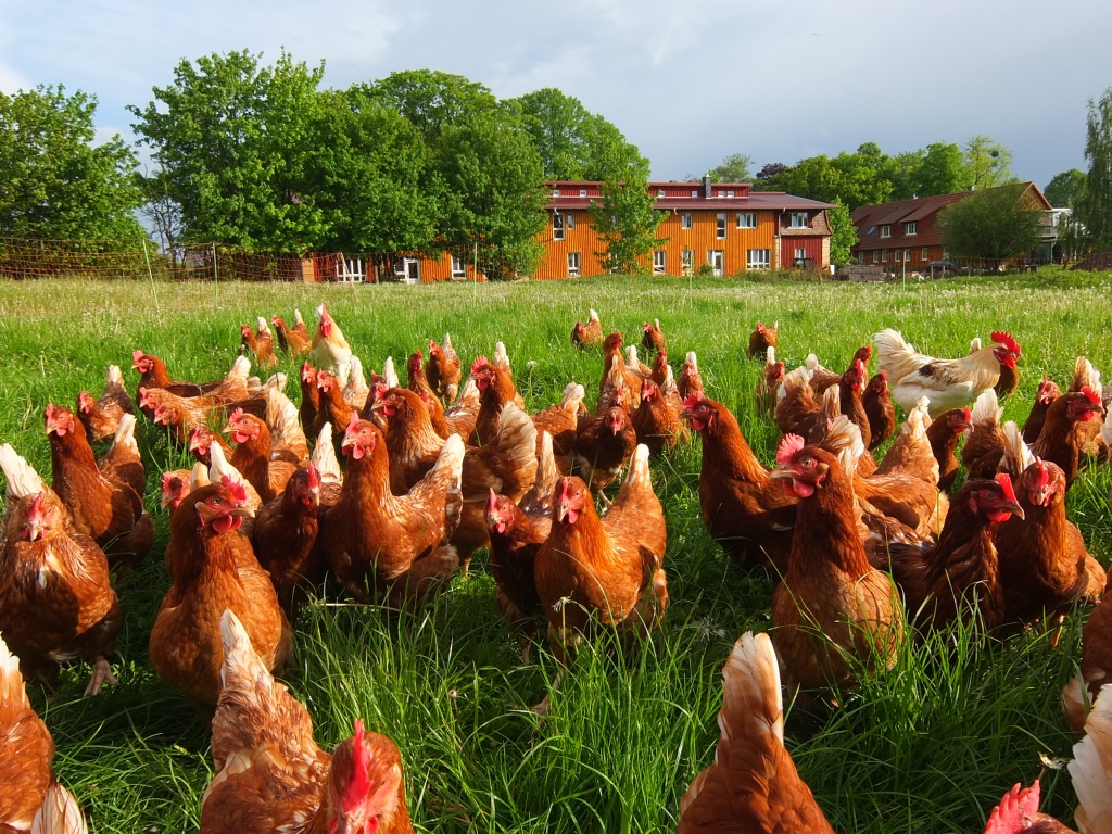 2014 05 09 HÅhner und FeWo