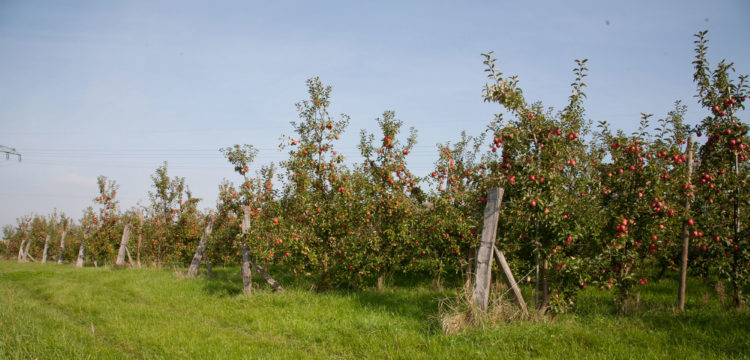 Obstbau f239419392 750x360