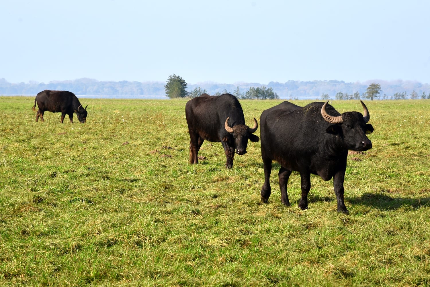Büffelhof Seekoppel