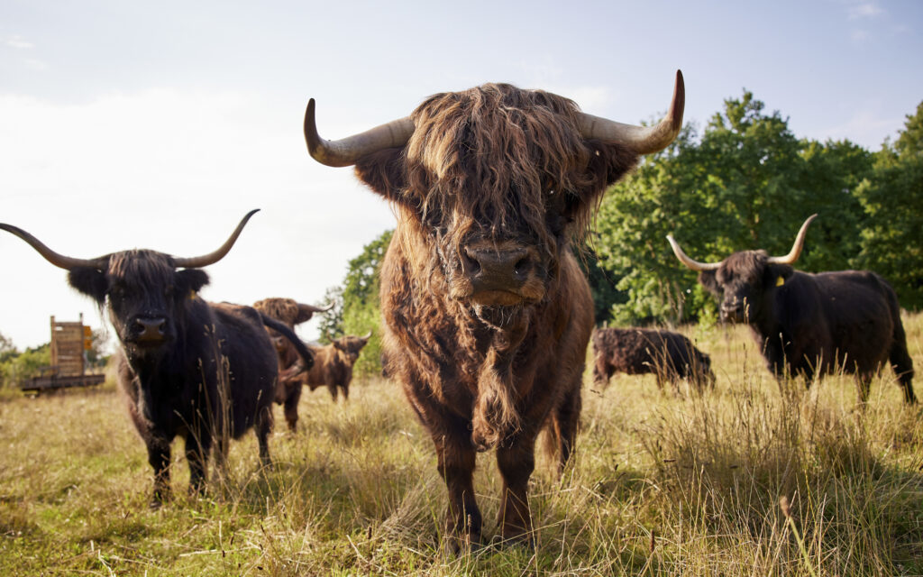 Biohofgarbe highlandrind2