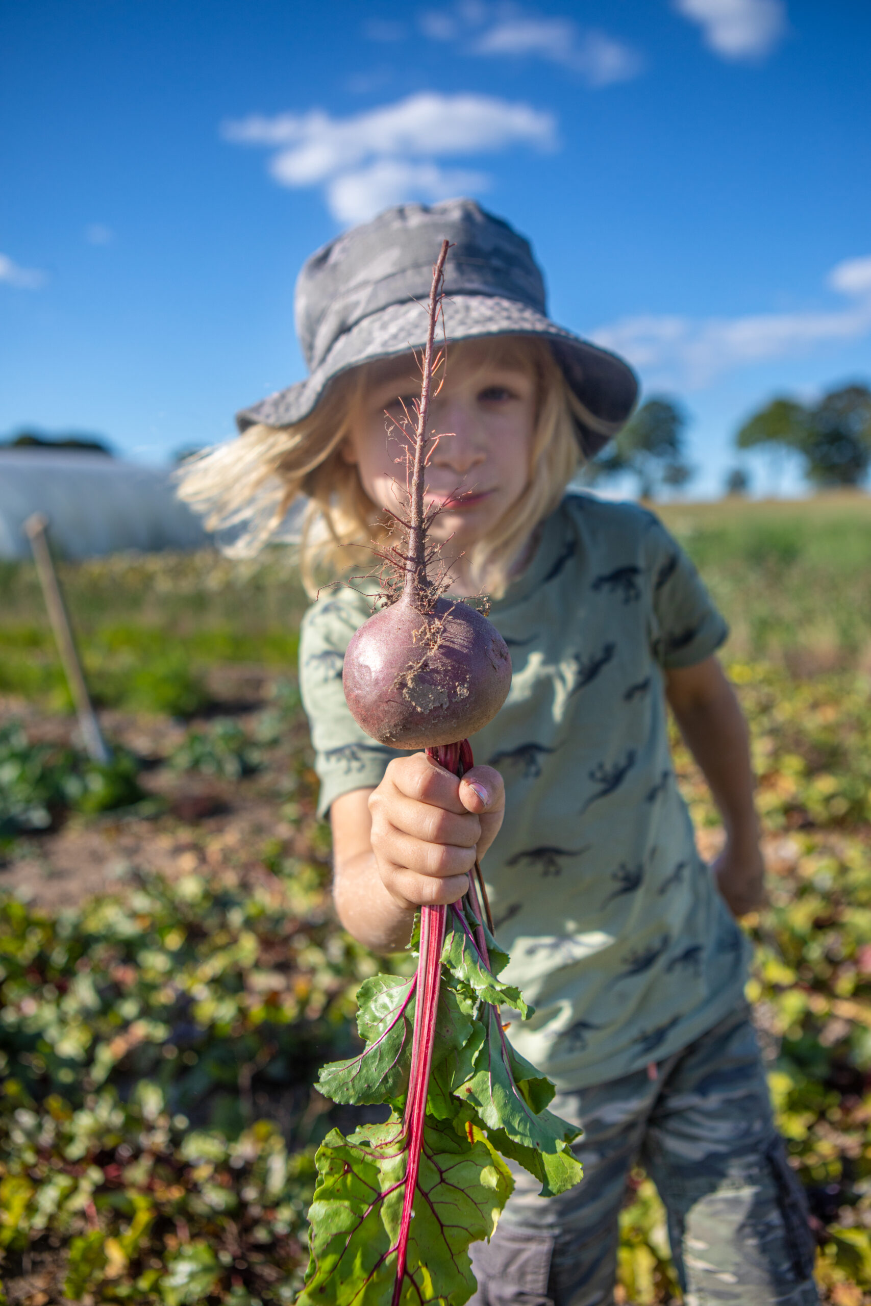 Rote Beete mit Junge